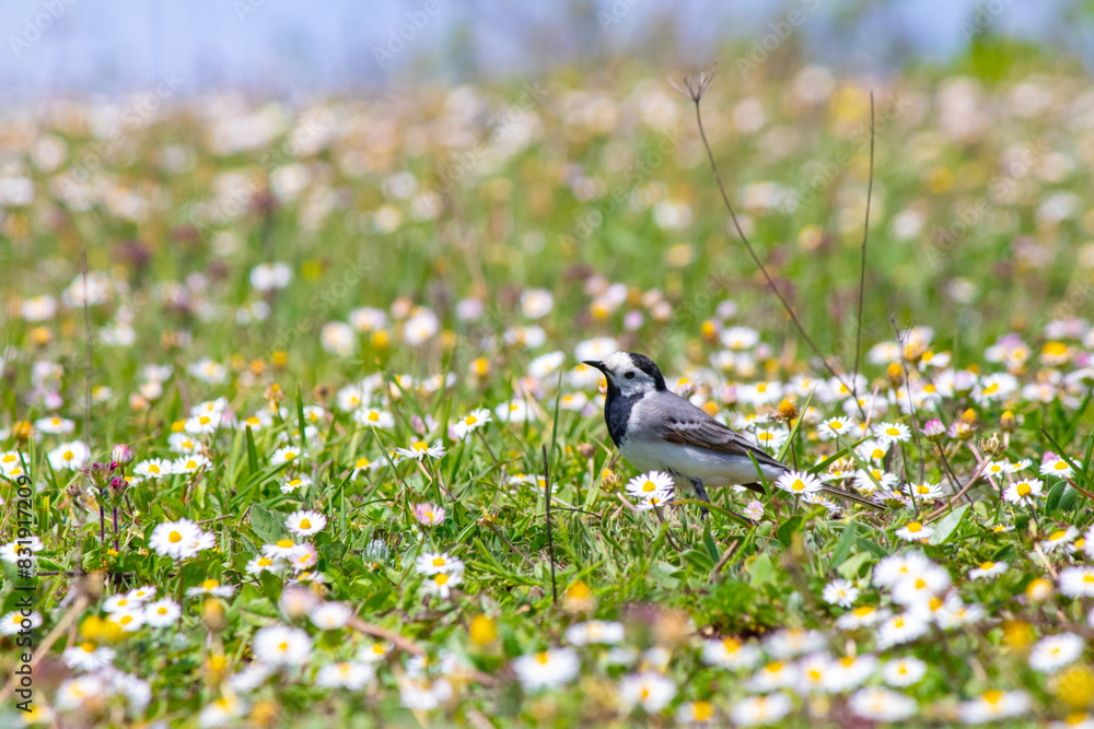 Obraz premium White wagtail (Motacilla alba) among green grass and daisies. White wagtail on meadow. Animal, bird. 