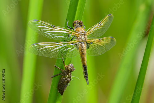 Four spotted chaser sitting on a green plant