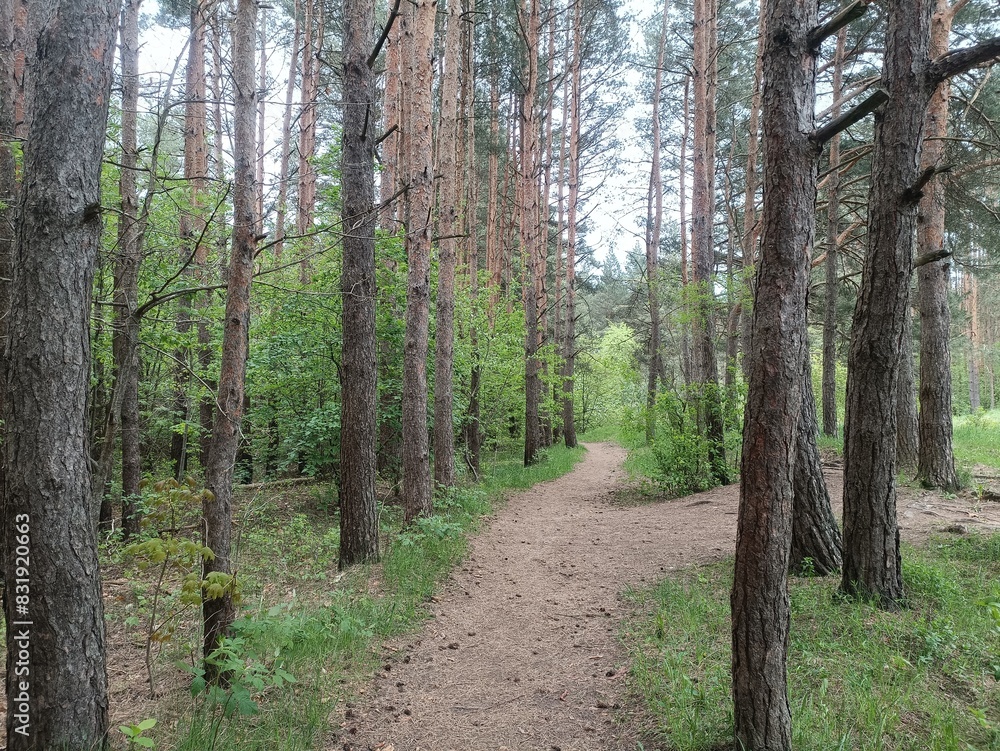 Salduve park during cloudy summer day. Pine and birch tree woodland. Small trees and bushes are growing in forest. Cloudy day. Nature. Salduves parkas. Salduve park during cloudy summer day. Pine and birch tree woodland. Small trees and bushes are growing in forest. Cloudy day. Nature. Salduves parkas.