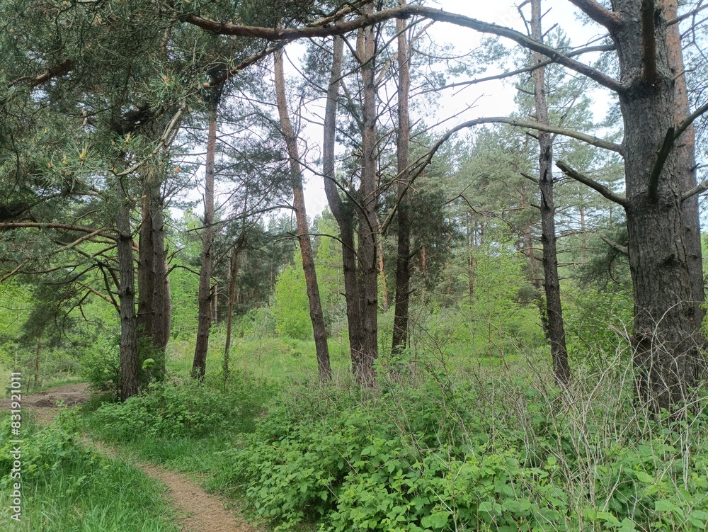 Salduve park during cloudy summer day. Pine and birch tree woodland. Small trees and bushes are growing in forest. Cloudy day. Nature. Salduves parkas. Salduve park during cloudy summer day. Pine and birch tree woodland. Small trees and bushes are growing in forest. Cloudy day. Nature. Salduves parkas.