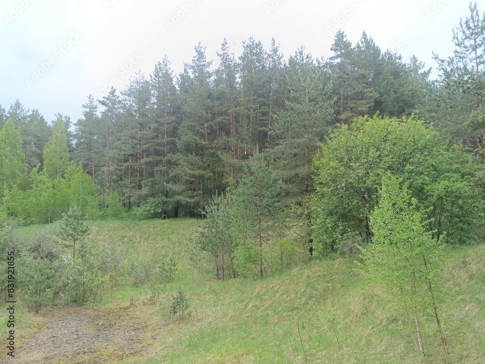 Salduve park during cloudy summer day. Pine and birch tree woodland. Small trees and bushes are growing in forest. Cloudy day. Nature. Salduves parkas. Salduve park during cloudy summer day. Pine and birch tree woodland. Small trees and bushes are growing in forest. Cloudy day. Nature. Salduves parkas.