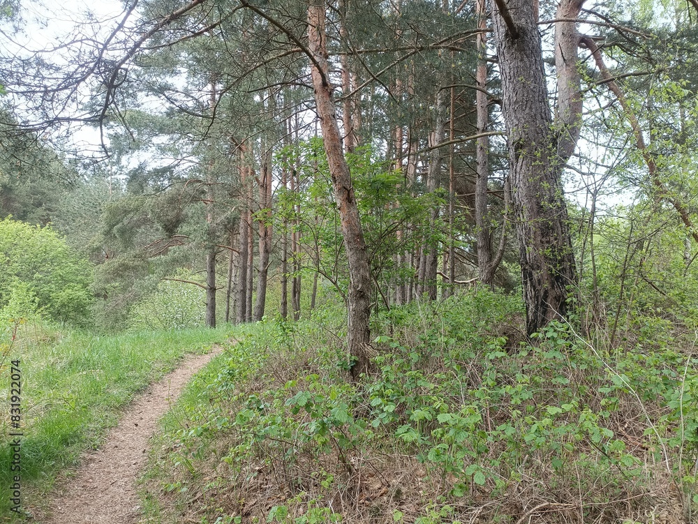 Salduve park during cloudy summer day. Pine and birch tree woodland. Small trees and bushes are growing in forest. Cloudy day. Nature. Salduves parkas. Salduve park during cloudy summer day. Pine and birch tree woodland. Small trees and bushes are growing in forest. Cloudy day. Nature. Salduves parkas.
