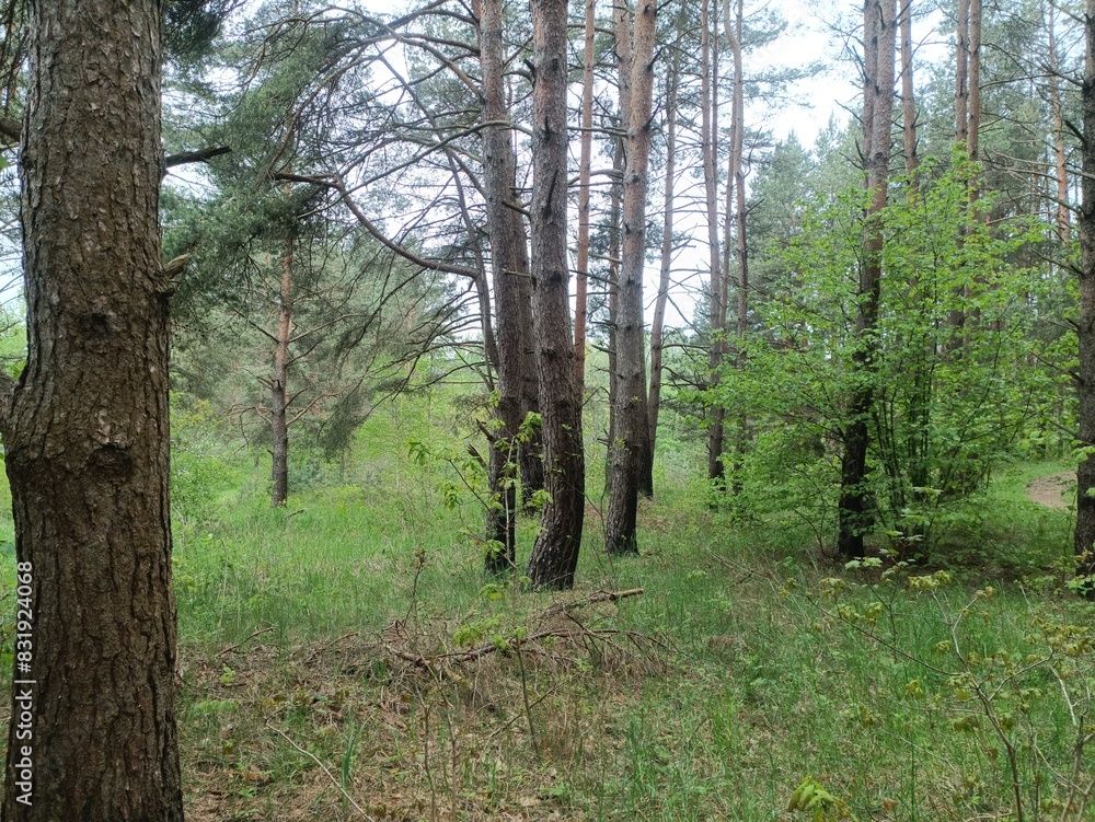 Salduve park during cloudy summer day. Pine and birch tree woodland. Small trees and bushes are growing in forest. Cloudy day. Nature. Salduves parkas. Salduve park during cloudy summer day. Pine and birch tree woodland. Small trees and bushes are growing in forest. Cloudy day. Nature. Salduves parkas.