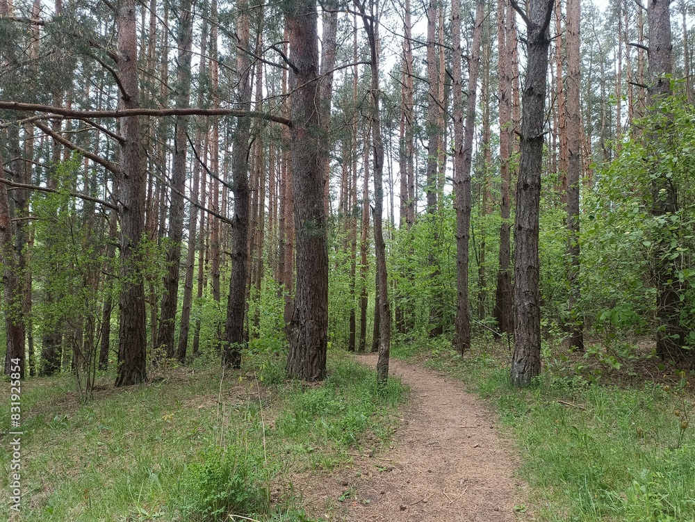 Salduve park during cloudy summer day. Pine and birch tree woodland. Small trees and bushes are growing in forest. Cloudy day. Nature. Salduves parkas. Salduve park during cloudy summer day. Pine and birch tree woodland. Small trees and bushes are growing in forest. Cloudy day. Nature. Salduves parkas.