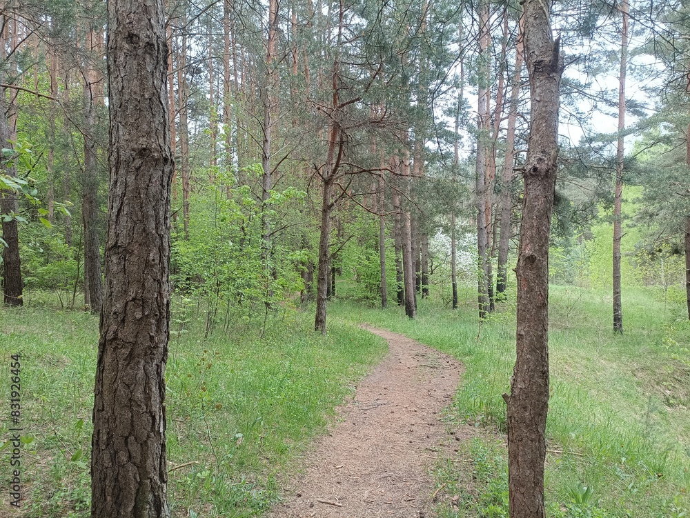 Salduve park during cloudy summer day. Pine and birch tree woodland. Small trees and bushes are growing in forest. Cloudy day. Nature. Salduves parkas. Salduve park during cloudy summer day. Pine and birch tree woodland. Small trees and bushes are growing in forest. Cloudy day. Nature. Salduves parkas.