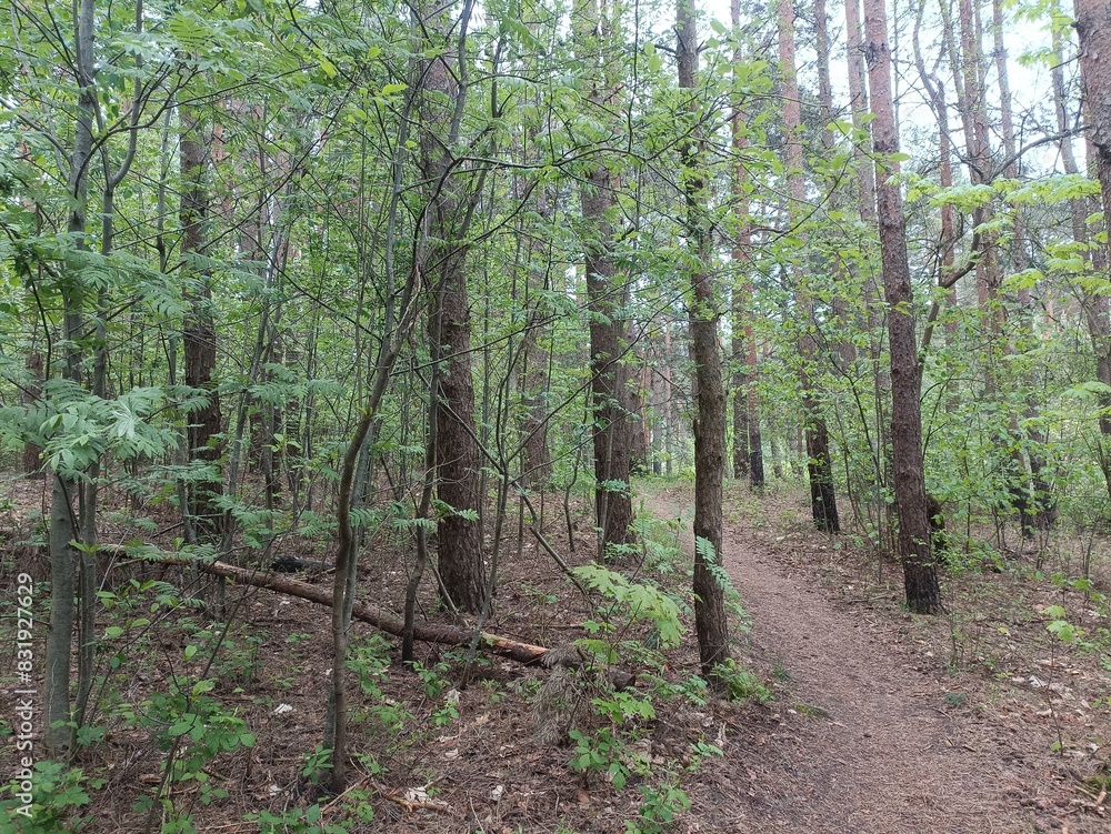 Salduve park during cloudy summer day. Pine and birch tree woodland. Small trees and bushes are growing in forest. Cloudy day. Nature. Salduves parkas. Salduve park during cloudy summer day. Pine and birch tree woodland. Small trees and bushes are growing in forest. Cloudy day. Nature. Salduves parkas.