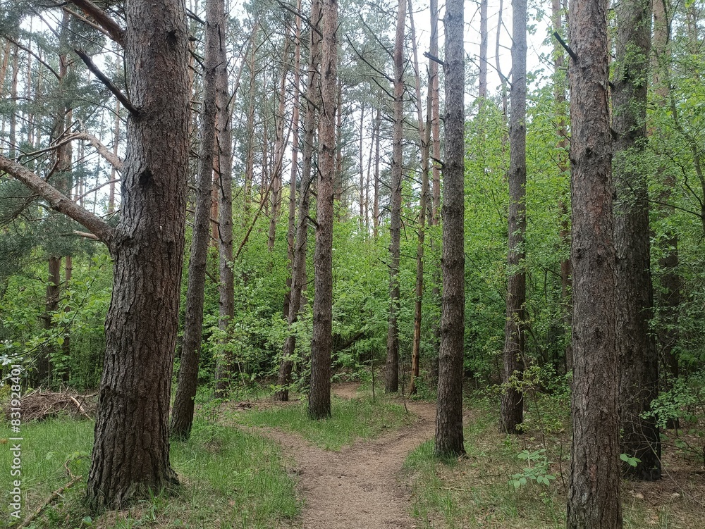 Salduve park during cloudy summer day. Pine and birch tree woodland. Small trees and bushes are growing in forest. Cloudy day. Nature. Salduves parkas. Salduve park during cloudy summer day. Pine and birch tree woodland. Small trees and bushes are growing in forest. Cloudy day. Nature. Salduves parkas.