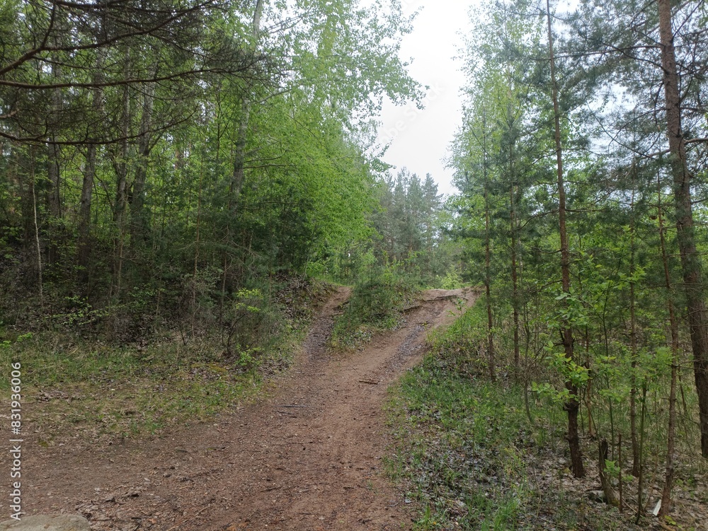 Salduve park during cloudy summer day. Pine and birch tree woodland. Small trees and bushes are growing in forest. Cloudy day. Nature. Salduves parkas. Salduve park during cloudy summer day. Pine and birch tree woodland. Small trees and bushes are growing in forest. Cloudy day. Nature. Salduves parkas.