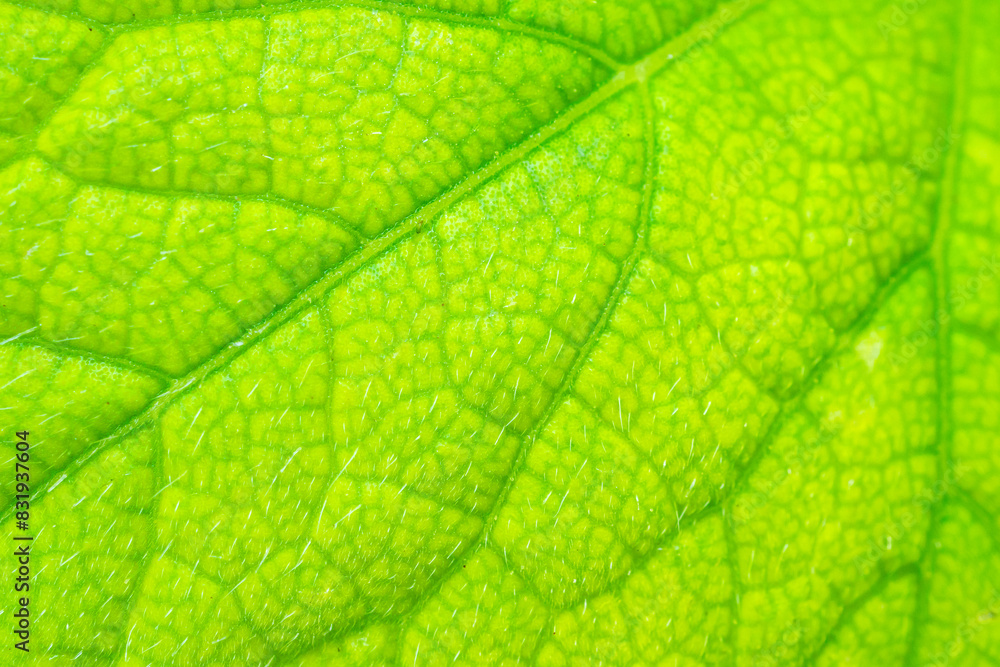 Green leaf texture surface background close up Green leaf texture surface background close up