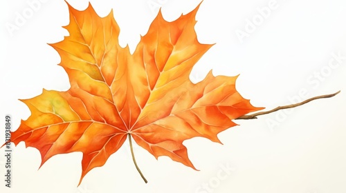 A watercolor of a sweetgum leaf photo