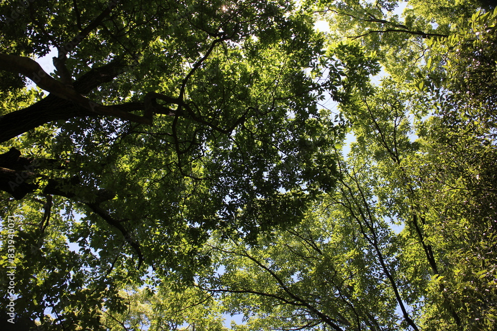 Obraz premium 初夏の山 青空ハイキング