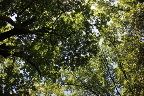 初夏の山　青空ハイキング