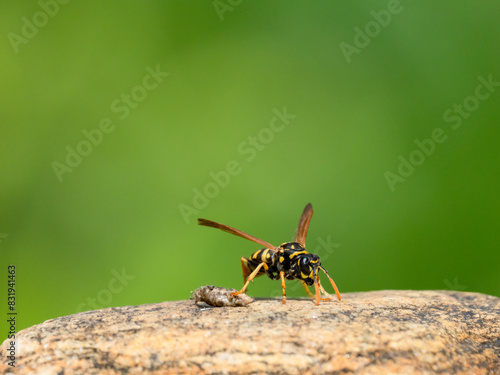 Gallische Feldwespe (Polistes dominulus) erbeutet Nachtfalter photo