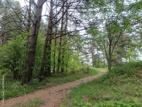 Salduve park during cloudy summer day. Pine and birch tree woodland. Small trees and bushes are growing in forest. Cloudy day. Nature. Salduves parkas.