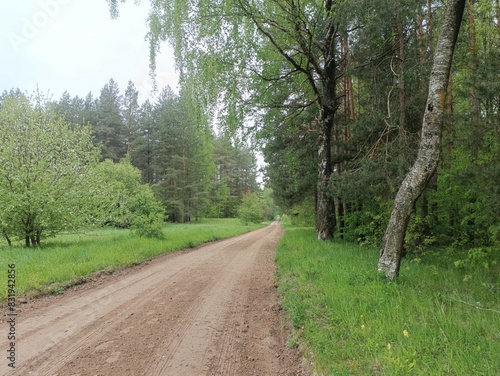 Salduve park during cloudy summer day. Pine and birch tree woodland. Small trees and bushes are growing in forest. Cloudy day. Nature. Salduves parkas.