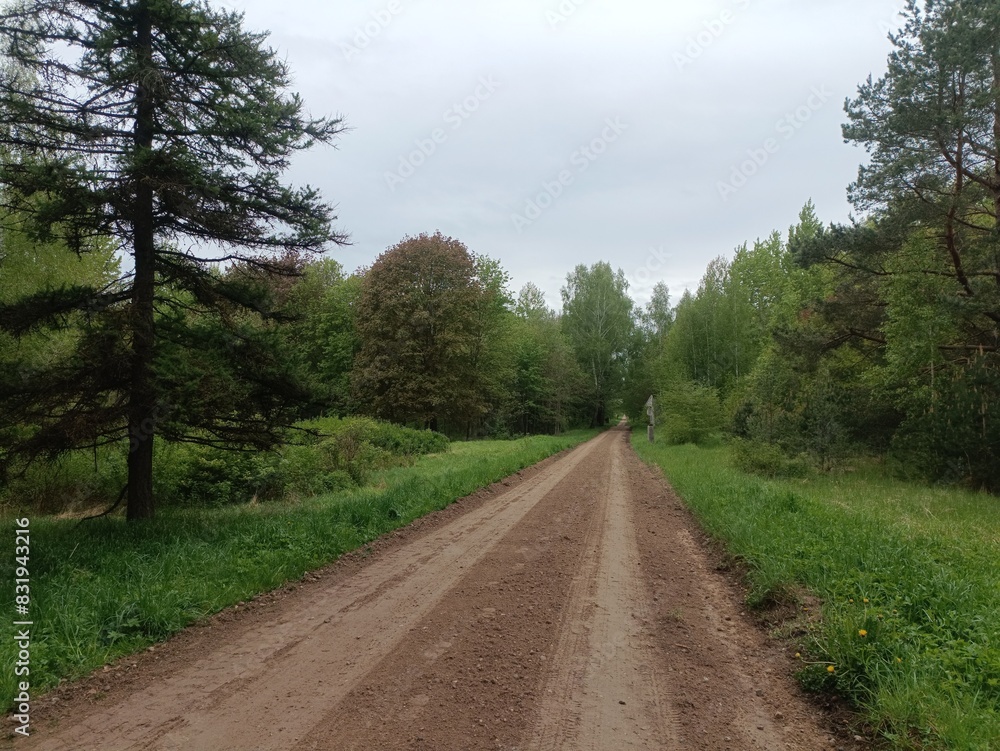 Salduve park during cloudy summer day. Pine and birch tree woodland. Small trees and bushes are growing in forest. Cloudy day. Nature. Salduves parkas. Salduve park during cloudy summer day. Pine and birch tree woodland. Small trees and bushes are growing in forest. Cloudy day. Nature. Salduves parkas.