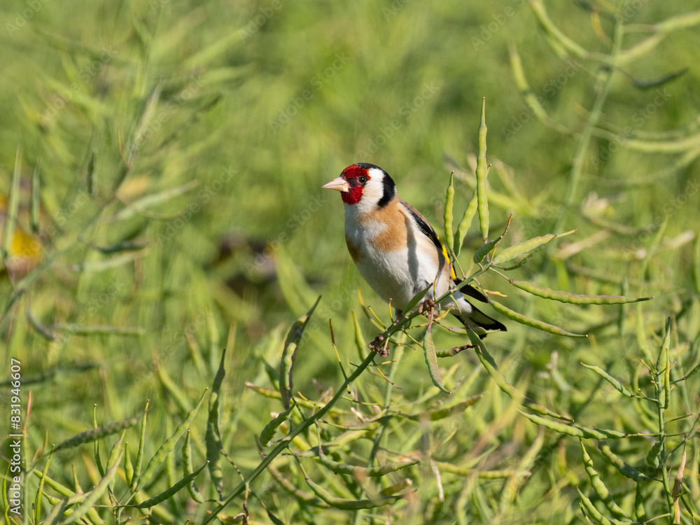Stieglitz (Carduelis carduelis) im Rapsfeld Stieglitz (Carduelis carduelis) im Rapsfeld