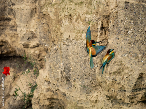 Bienenfresser (Merops apiaster) photo