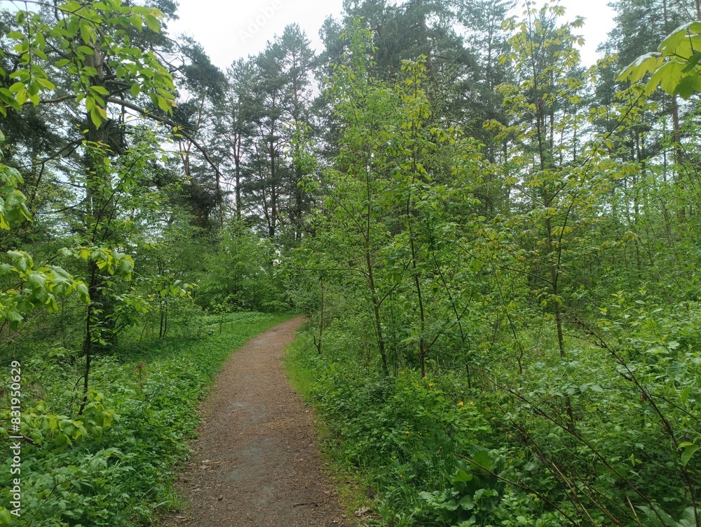 Salduve park during cloudy summer day. Pine and birch tree woodland. Small trees and bushes are growing in forest. Cloudy day. Nature. Salduves parkas. Salduve park during cloudy summer day. Pine and birch tree woodland. Small trees and bushes are growing in forest. Cloudy day. Nature. Salduves parkas.