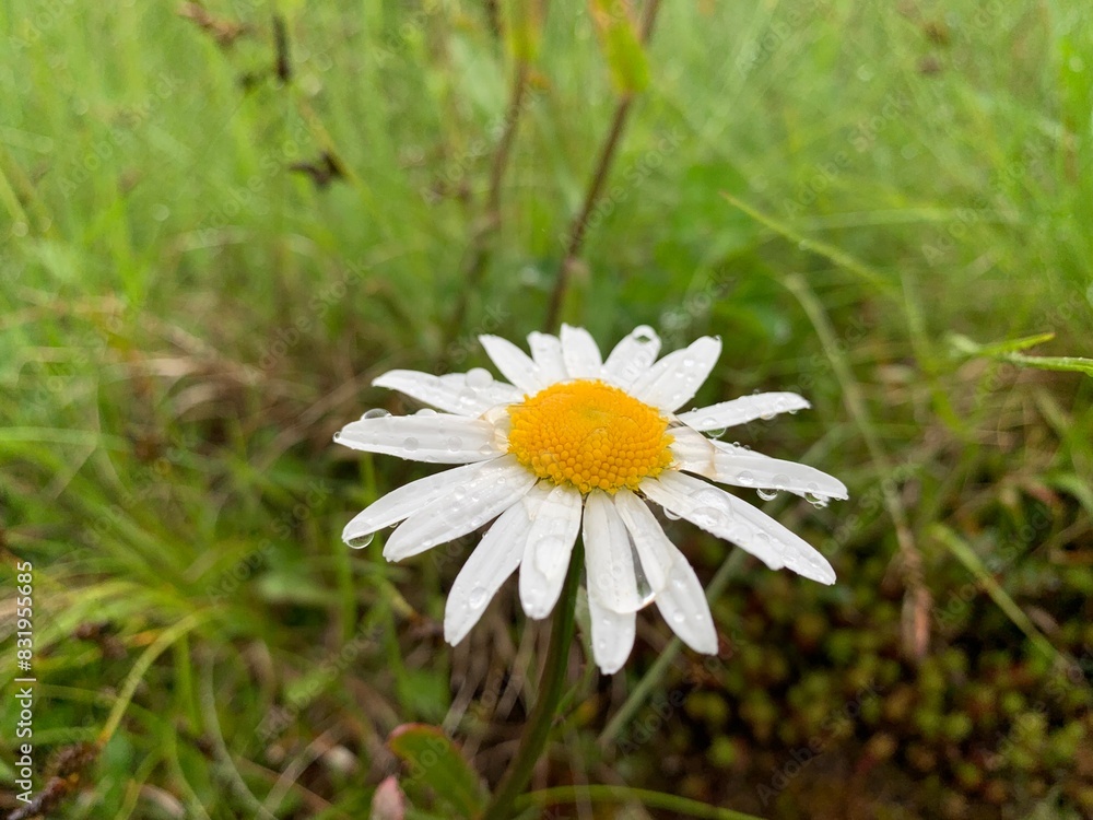 Fototapeta premium daisy flower
