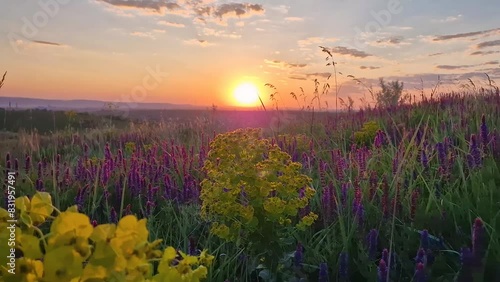 Beautiful summer sunset over the colorful blooming meadow with purple wild sage flowers and yellow cypress spurge blossoms photo