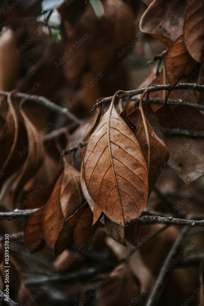 Dried leaves on the branch in autumn. dried leaves background, Autumn fall concept. Dried leaves on the branch in autumn. dried leaves background, Autumn fall concept.