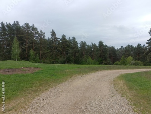 Rekyva forest during sunny summer day. Pine and birch tree woodland. Blueberry bushes are growing in woods. Sunny day with white and gray clouds in sky. Summer season. Nature. Rekyvos miskas.