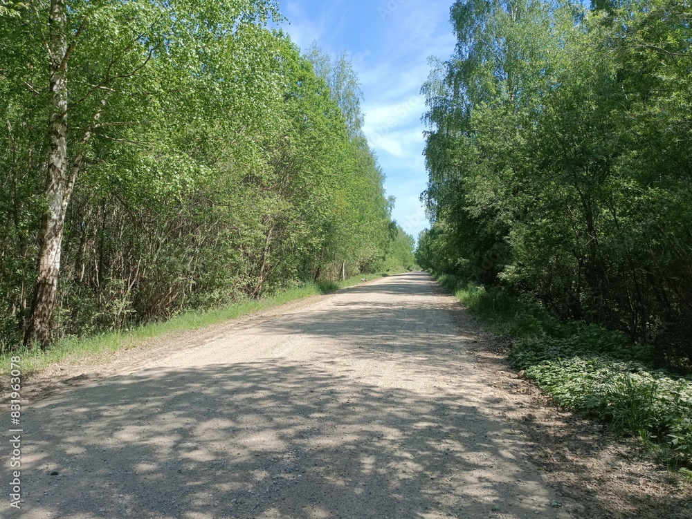 Rekyva forest during sunny summer day. Pine and birch tree woodland. Blueberry bushes are growing in woods. Sunny day with white and gray clouds in sky. Summer season. Nature. Rekyvos miskas. Rekyva forest during sunny summer day. Pine and birch tree woodland. Blueberry bushes are growing in woods. Sunny day with white and gray clouds in sky. Summer season. Nature. Rekyvos miskas.