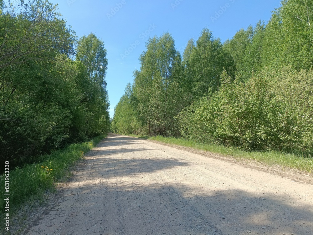 Rekyva forest during sunny summer day. Pine and birch tree woodland. Blueberry bushes are growing in woods. Sunny day with white and gray clouds in sky. Summer season. Nature. Rekyvos miskas. Rekyva forest during sunny summer day. Pine and birch tree woodland. Blueberry bushes are growing in woods. Sunny day with white and gray clouds in sky. Summer season. Nature. Rekyvos miskas.