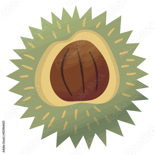 Chestnut in burr