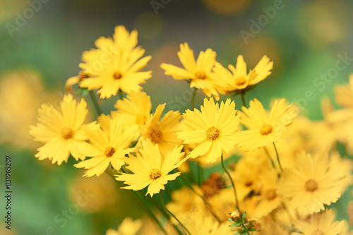 Nature background with spring flowers. Selective and soft focus. Close up.