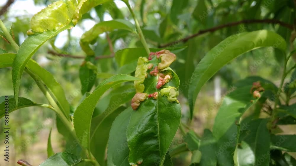 Sick peach tree leaves curl caused by fungi. Agricultural concept, fruit tree diseases. Fungus Taphrina deformans Sick peach tree leaves curl caused by fungi. Agricultural concept, fruit tree diseases. Fungus Taphrina deformans