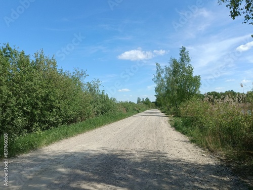 Rekyva forest during sunny summer day. Pine and birch tree woodland. Blueberry bushes are growing in woods. Sunny day with white and gray clouds in sky. Summer season. Nature. Rekyvos miskas.