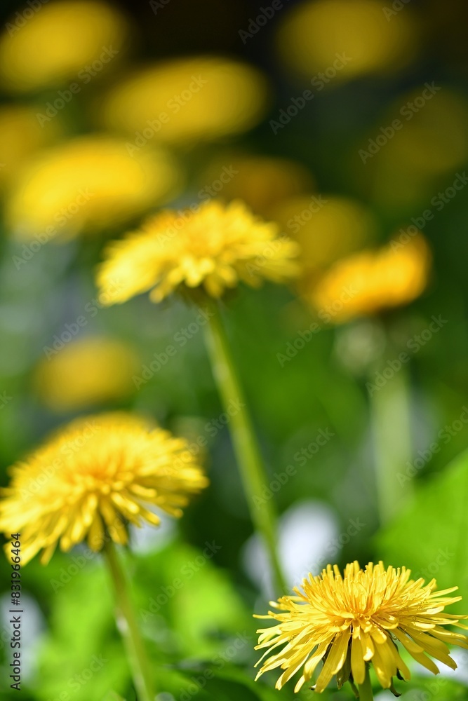 Żółte kwiaty mniszka lekarskiego (Taraxacum officinale) Żółte kwiaty mniszka lekarskiego (Taraxacum officinale)