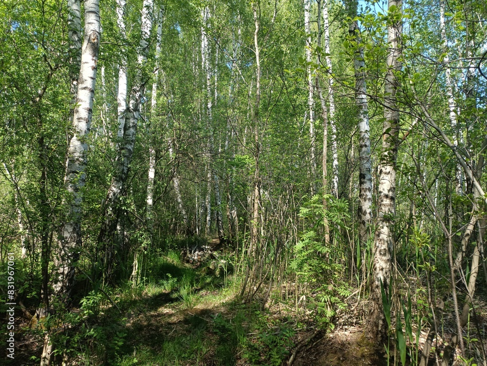 Rekyva forest during sunny summer day. Pine and birch tree woodland. Blueberry bushes are growing in woods. Sunny day with white and gray clouds in sky. Summer season. Nature. Rekyvos miskas. Rekyva forest during sunny summer day. Pine and birch tree woodland. Blueberry bushes are growing in woods. Sunny day with white and gray clouds in sky. Summer season. Nature. Rekyvos miskas.