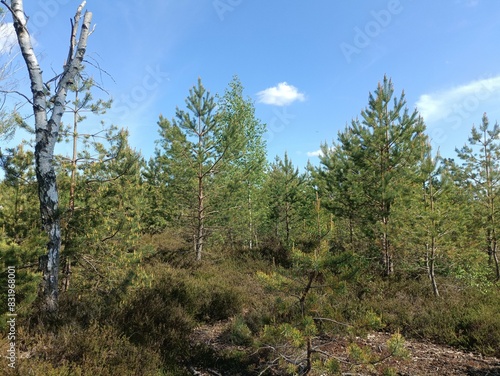 Rekyva forest during sunny summer day. Pine and birch tree woodland. Blueberry bushes are growing in woods. Sunny day with white and gray clouds in sky. Summer season. Nature. Rekyvos miskas.