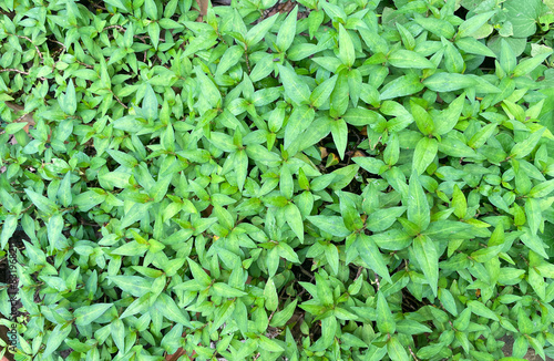 Top view of Vietnamese tree Coriander grown in a pot young shoots and young leaves are used for cooking. Used to eat as fresh vegetables and as side dishes. photo