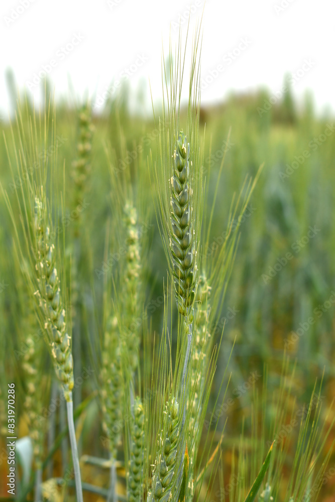 Green wheat field close up image, Green Wheat whistle, Wheat bran fields, agriculture, wheat field Pakistan, closeup of green cereal field Green wheat field close up image, Green Wheat whistle, Wheat bran fields, agriculture, wheat field Pakistan, closeup of green cereal field