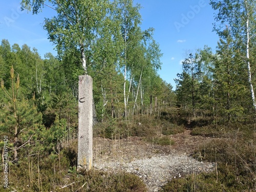 Rekyva forest during sunny summer day. Pine and birch tree woodland. Blueberry bushes are growing in woods. Sunny day with white and gray clouds in sky. Summer season. Nature. Rekyvos miskas. photo