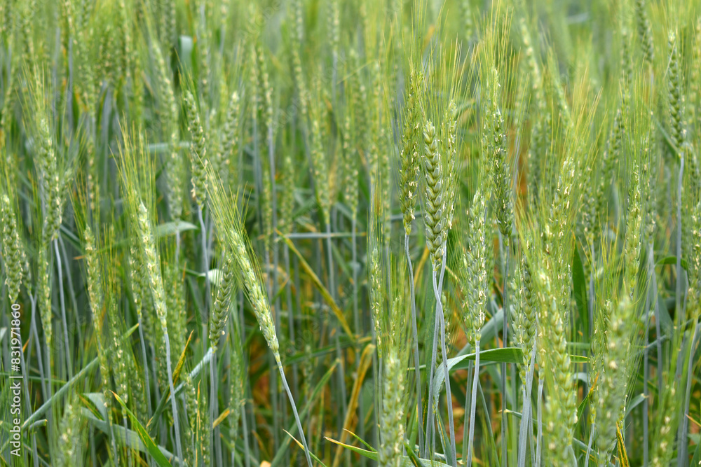 Green wheat field close up image, Green Wheat whistle, Wheat bran fields, agriculture, wheat field Pakistan, closeup of green cereal field Green wheat field close up image, Green Wheat whistle, Wheat bran fields, agriculture, wheat field Pakistan, closeup of green cereal field