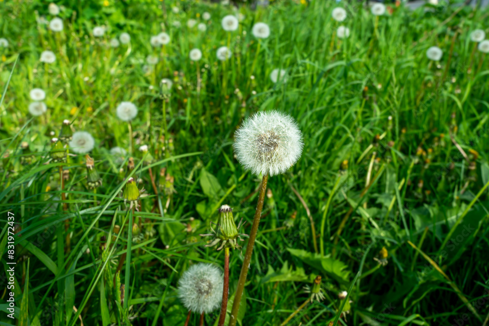 Fototapeta premium dandelion on background of green grass, White dandelion flower on spring day, closeup