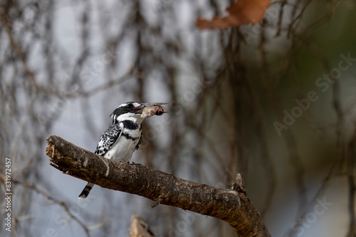 Naivasha national park, pied kingfisher, Ceryle rudis photo
