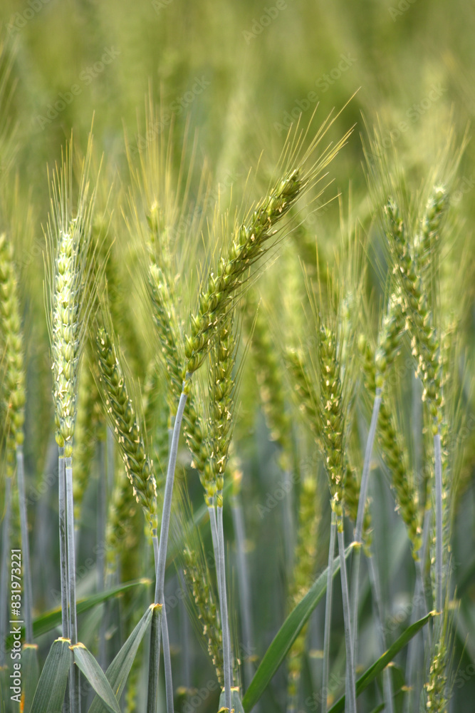 Green wheat field close up image, Green Wheat whistle, Wheat bran fields, agriculture, wheat field Pakistan, closeup of green cereal field Green wheat field close up image, Green Wheat whistle, Wheat bran fields, agriculture, wheat field Pakistan, closeup of green cereal field