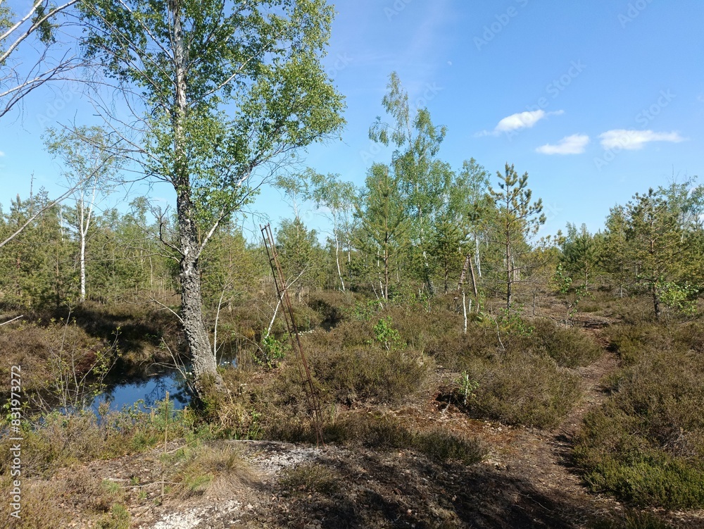 Rekyva forest during sunny summer day. Pine and birch tree woodland. Blueberry bushes are growing in woods. Sunny day with white and gray clouds in sky. Summer season. Nature. Rekyvos miskas. Rekyva forest during sunny summer day. Pine and birch tree woodland. Blueberry bushes are growing in woods. Sunny day with white and gray clouds in sky. Summer season. Nature. Rekyvos miskas.
