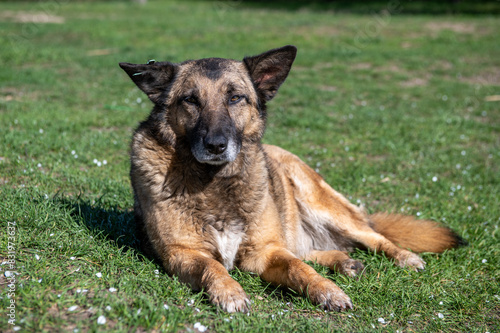 german shepherd dog on grass, a big dog rests on the grass in the park © Tany
