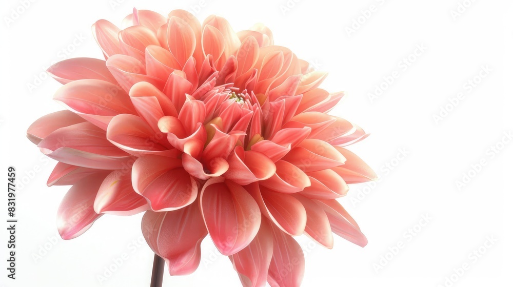Isolated white background with dahlia flower Isolated white background with dahlia flower