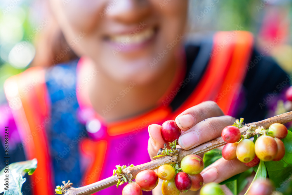 Happy Asian woman farmer picking red cherry coffee beans in coffee plantation in Chiang Mai, Thailand. Hill tribes farm worker growing and harvesting organic Arabica coffee berries on the mountain.