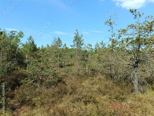 Rekyva forest during sunny summer day. Pine and birch tree woodland. Blueberry bushes are growing in woods. Sunny day with white and gray clouds in sky. Summer season. Nature. Rekyvos miskas.