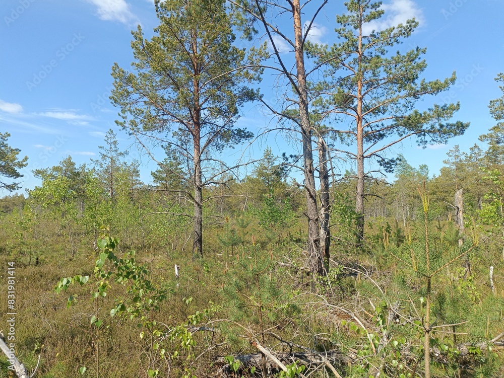 Rekyva forest during sunny summer day. Pine and birch tree woodland. Blueberry bushes are growing in woods. Sunny day with white and gray clouds in sky. Summer season. Nature. Rekyvos miskas. Rekyva forest during sunny summer day. Pine and birch tree woodland. Blueberry bushes are growing in woods. Sunny day with white and gray clouds in sky. Summer season. Nature. Rekyvos miskas.