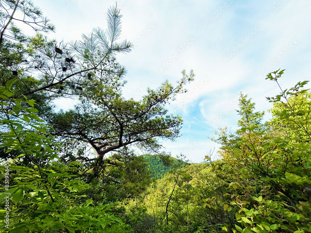 Obraz premium 木々と空模様